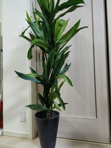 【美品】観葉植物　130cm #カフェ風 #お洒落 #ニトリ