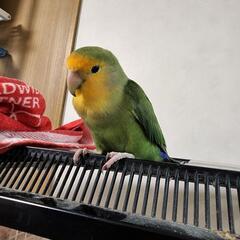 フィンチ インコ 好きな方 − 東京都