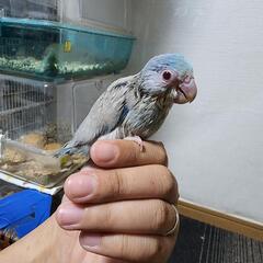 フィンチ インコ 好きな方 - その他
