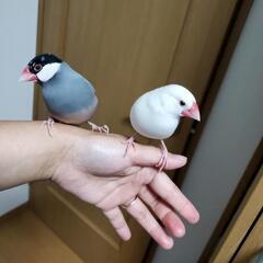 フィンチ インコ 好きな方 - 福生市