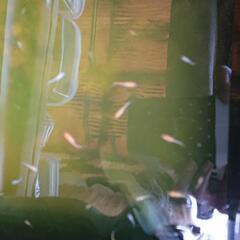 メダカ:弁天紅白の画像