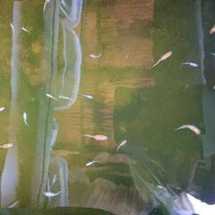 メダカ:弁天紅白の画像