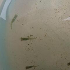 メダカ:グリーンティアラの画像