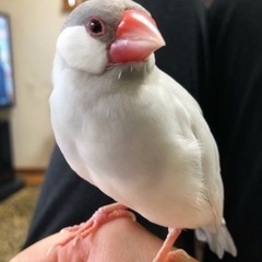 シルバーの文鳥を探しています。チェコちゃん5歳