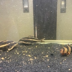 熱帯魚 水槽 フィルター等込 5000円 引取限定 7月末までの画像