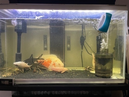 熱帯魚 水槽 フィルター等込 5000円 引取限定 7月末まで