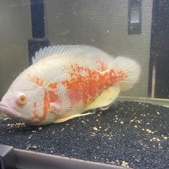 熱帯魚 水槽 フィルター等込 5000円 引取限定 7月末までの画像