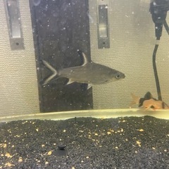 熱帯魚 水槽 フィルター等込 5000円 引取限定 7月末までの画像