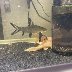 熱帯魚 水槽 フィルター等込 5000円 引取限定 7月末までの画像