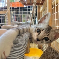 【トライアル中🐾】元気いっぱい✩3ヶ月の男の子。