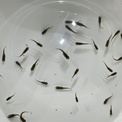 メダカ幼魚　決まりました。