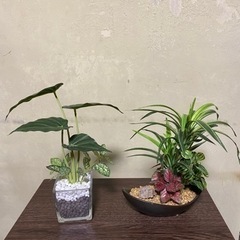 ✅取引決定。ニトリ　人工観葉植物２点セット