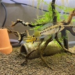 Ap.ペドゥンクラータ（リオカウラ）WILDのF1稚魚10匹の画像