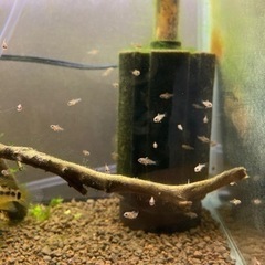 Ap.ペドゥンクラータ（リオカウラ）WILDのF1稚魚10匹の画像