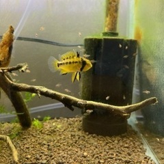 Ap.ペドゥンクラータ（リオカウラ）WILDのF1稚魚10匹の画像