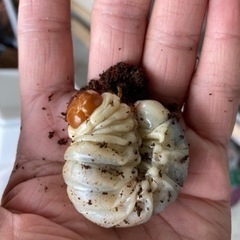 カブトムシ、クワガタ取りのお手伝い+教えますの画像