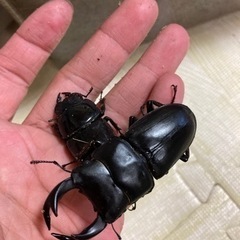 カブトムシ、クワガタ取りのお手伝い+教えますの画像