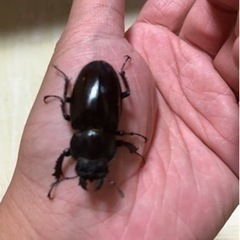 カブトムシ、クワガタ取りのお手伝い+教えますの画像