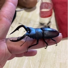 カブトムシ、クワガタ取りのお手伝い+教えますの画像