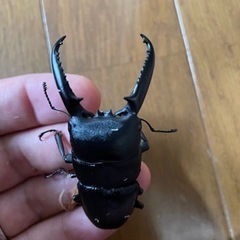 ツシマヒラタクワガタNo.3