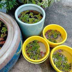 【再開します】メダカの赤ちゃんと水草