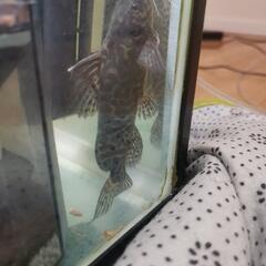 熱帯魚