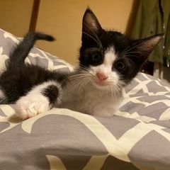 可愛い男の子の猫ちゃんです