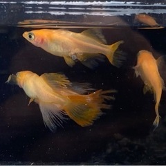 改良めだか　いろいろ親魚500円〜