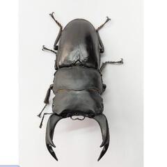 オオクワガタの成虫か幼虫