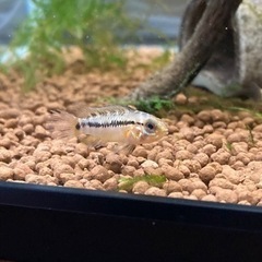 アピストグラマ　ホイグネイ（Rio Orinoco Venezu...