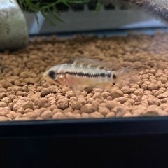 アピストグラマ　ホイグネイ（Rio Orinoco Venezuela ）wildのF1幼魚5匹の画像