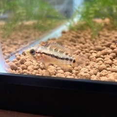 アピストグラマ　ホイグネイ（Rio Orinoco Venezuela ）wildのF1幼魚5匹の画像