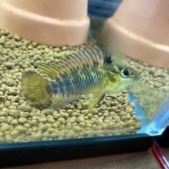 アピストグラマ　ホイグネイ（Rio Orinoco Venezuela ）wildのF1幼魚5匹の画像