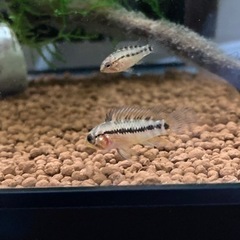 アピストグラマ　ホイグネイ（Rio Orinoco Venezuela ）wildのF1幼魚5匹の画像