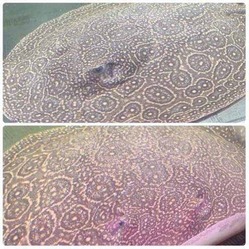 引越しの為大型魚 水槽 処分！