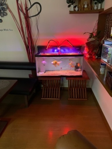 引越しの為大型魚 水槽 処分！