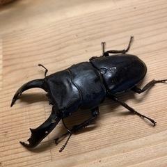 テイオウヒラタクワガタペア　その2