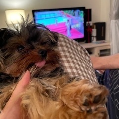 犬友達🐶募集 - メンバー募集