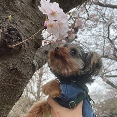 犬友達🐶募集 - 友達