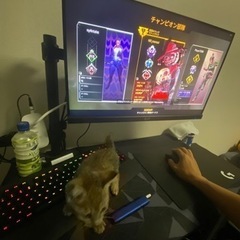 APEXしてる人✋