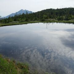 7/24(日）尾瀬でハイキング　ニッコウキスゲ