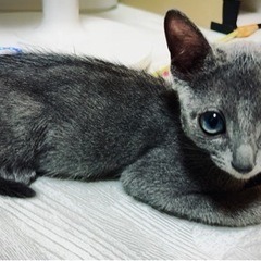ロシアンブルーの子猫ちゃんです！