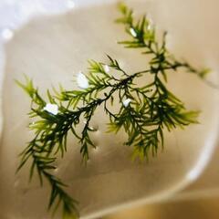 ウォーターフェザー　約50葉の画像