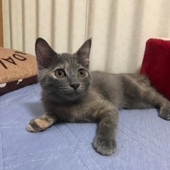 ずっとの家族募集🍀*゜つむちゃん