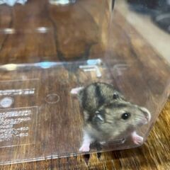 6月26日生まれジャンガリアンハムスター（交渉中）