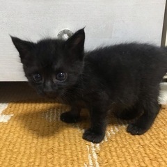 家族募集予定🍀*゜月夜(つくよ)ちゃん 🌙ウィッシュくん🌟凪ちゃん🐬