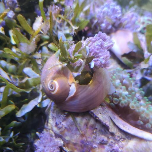 タマガイ\u0026パクパクウミアザミ\u0026ヘライワズタ