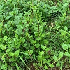 ツルムラサキの苗