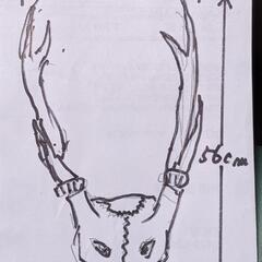 鹿の角（頭蓋骨付き）の画像