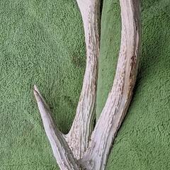 鹿の角（頭蓋骨付き）の画像